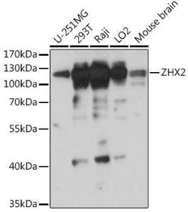 Western blot analysis of extracts of various cell lines, using Anti-ZHX2 Antibody (A308611) at 1:1,000 dilution