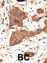 Anti-GJA3 Rabbit Polyclonal Antibody