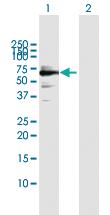 Anti-SMARCB1 Rabbit Polyclonal Antibody