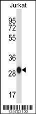 Anti-ANP32A Rabbit Polyclonal Antibody (FITC (Fluorescein Isothiocyanate))