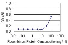 Anti-RPS15 Mouse Monoclonal Antibody [clone: 3F8]