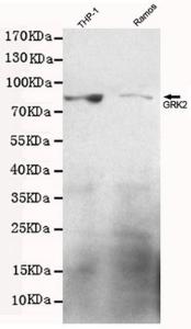 Anti-ADRBK1 Mouse Monoclonal Antibody [clone: 13k60]