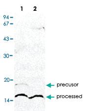 Anti-Escherichia coli UmuD Rabbit Polyclonal Antibody