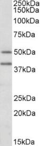 Anti-TRAIP Goat Polyclonal Antibody