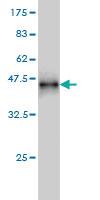 Anti-RBL1 Mouse Monoclonal Antibody [clone: 1A5]