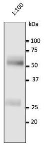 Anti-Human IgG Goat Polyclonal Antibody