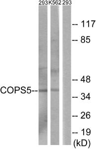 Anti-JAB1 Rabbit Polyclonal Antibody