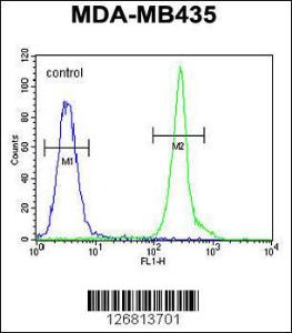 Anti-CD63 Rabbit Polyclonal Antibody (HRP (Horseradish Peroxidase))