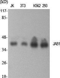 Anti-JAB1 Rabbit Polyclonal Antibody