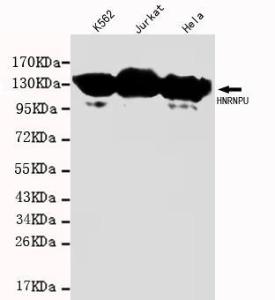 Anti-HNRNPU Mouse Monoclonal Antibody [clone: 13k66]