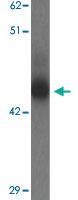 Anti-TMEM59L Rabbit Polyclonal Antibody