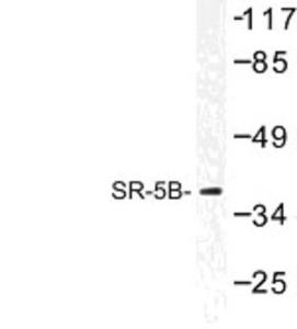 Anti-STAM Mouse Monoclonal Antibody [clone: 29C678]