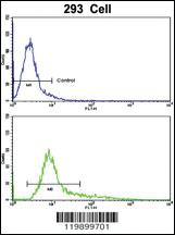 Anti-KLF11 Rabbit Polyclonal Antibody