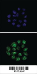 Anti-KLF11 Rabbit Polyclonal Antibody