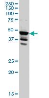 Anti-LDB2 Mouse Monoclonal Antibody [clone: 1C2]