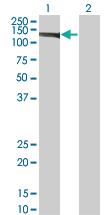 Anti-EIF4ENIF1 Mouse Monoclonal Antibody [clone: 2C4]