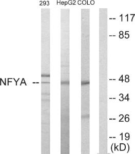 Anti-NFYA antibody