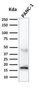 Antibody A248597-100 100 µg