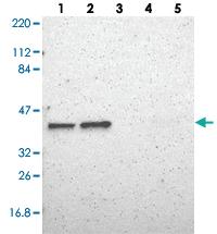 Anti-BUB3 Rabbit Polyclonal Antibody