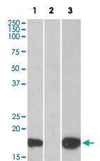 Anti-PHLDA3 Goat Polyclonal Antibody