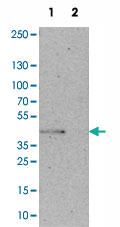 Anti-BUB3 Rabbit Polyclonal Antibody