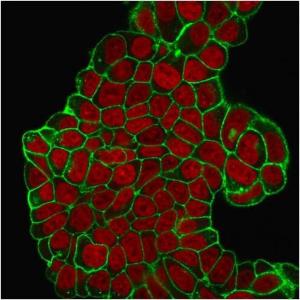 Immunofluorescent analysis of PFA fixed MCF-7 cells stained with Anti-CD47 Antibody [B6H12.2] followed by Goat Anti-Mouse IgG (CF&#174; 488) (Green). Nuclear counterstain is RedDot