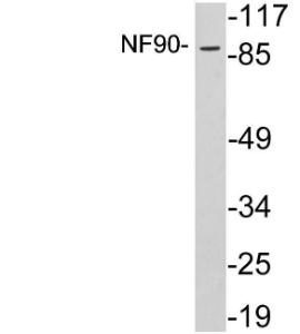 Antibody anti-NF90 100 µg