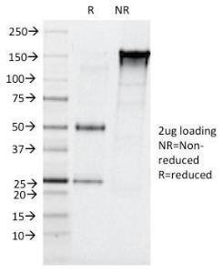 Antibody A248597-100 100 µg