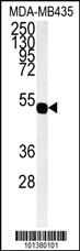 Anti-GJC1 Rabbit Polyclonal Antibody