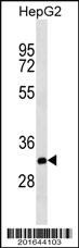 Anti-THAP11 Mouse Monoclonal Antibody