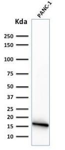 Antibody A248598-100 100 µg