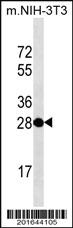 Anti-THAP11 Mouse Monoclonal Antibody