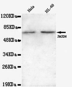 Anti-JMJD6 Mouse Monoclonal Antibody [clone: 13k76]