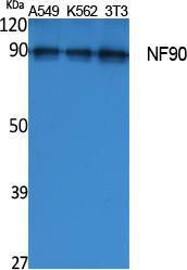 Antibody anti-NF90 100 µg