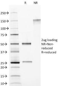 Antibody A248598-100 100 µg