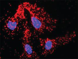 Anti-TRAF2 + ACTG1 Antibody Pair