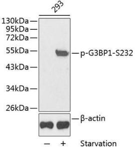 Western blot analysis of extracts from 293 cells, using Anti-G3BP (phospho Ser232) Antibody (A10934). The secondary antibody was Goat Anti-Rabbit IgG H&L Antibody (HRP) at 1:10,000 dilution. Lysates/proteins were present at 25µg per lane. The blocking buffer used was 3% BSA.