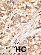 Anti-GJD2 Rabbit Polyclonal Antibody