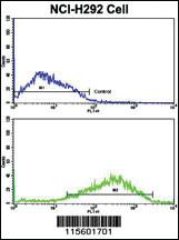 Anti-TNK2 Rabbit Polyclonal Antibody