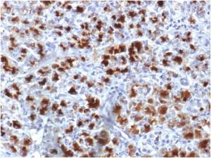 Immunohistochemical analysis of formalin-fixed, paraffin-embedded human pancreas using Anti-CELA3B Antibody [CELA3B/1757]