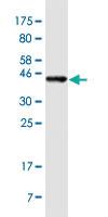 Anti-CYB5A Mouse Monoclonal Antibody [clone: 1A8]