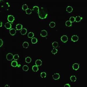 Immunofluorescent analysis of live Jurkat cells stained with Anti-CD47 Antibody [B6H12.2] followed by Goat Anti-Mouse IgG (CF&#174; 488) (Green)