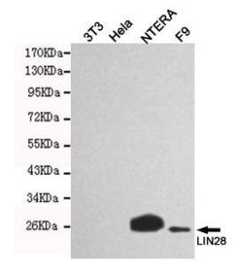 Anti-LIN28A Mouse Monoclonal Antibody [clone: 13k83]