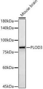 Anti-PLOD3 Rabbit Monoclonal Antibody [clone: ARC52014]