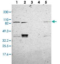 Anti-MAD1L1 Rabbit Polyclonal Antibody