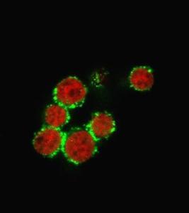 Immunofluorescent image of PFA fixed Jurkat cells stained with Anti-CD47 Antibody [B6H12.2] followed by Goat Anti-Mouse IgG (CF&#174; 488) (Green)