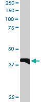 Anti-GIPC3 Goat Polyclonal Antibody