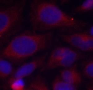 Immunofluorescence analysis of methanol-fixed HeLa cells using Anti-NFkB p105 / p50 (phospho Ser893) Antibody (A10945)