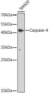 Anti-Caspase-4 Rabbit Polyclonal Antibody