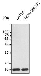 Anti-BAX Antibody at a 1:2,500 dilution, 50 µg of total protein per lane, and rabbit anti-goat IgG antibody (HRP) at a 1:10000 dilution